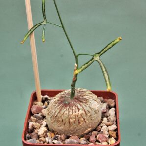 adenia-kirkii-arabuko-sokoke-kenya-4.