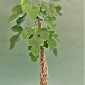 adenia-olaboensis.-madagascar-1