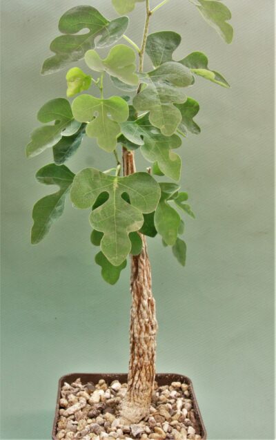 adenia-olaboensis.-madagascar-1