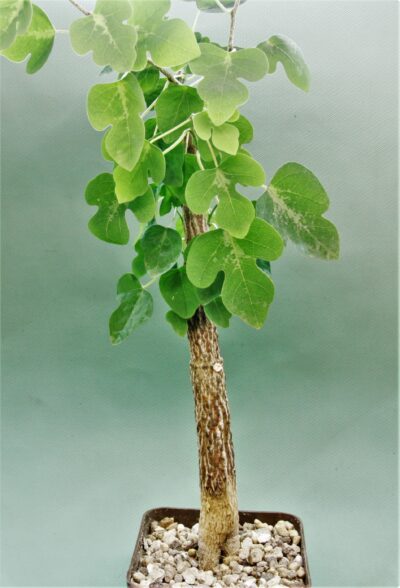 adenia-olaboensis.-madagascar-2