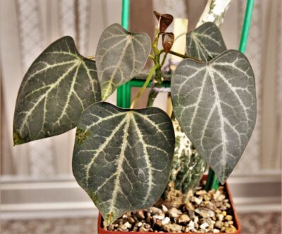 adenia-stulosa-red-leaf.-akarana-madagascar-1 - Зображення 2