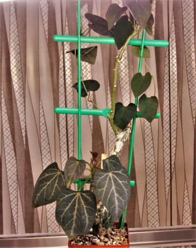 adenia-stulosa-red-leaf.-akarana-madagascar-1 - Зображення 3