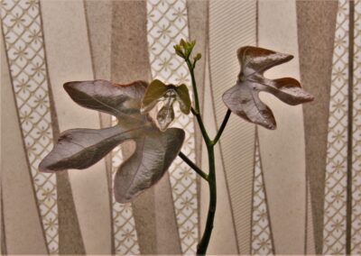 adenia-stulosa-red-leaf.-akarana-madagascar-2. - Зображення 2