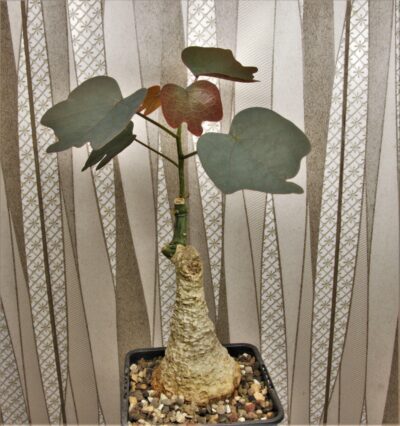 adenia-stulosa-red-leaf.-akarana-madagascar-2.