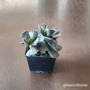 Adromischus cooperi