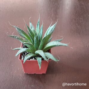 Aloe Aristata
