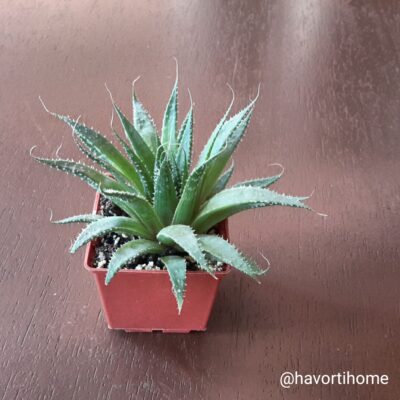 Aloe Aristata