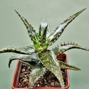 aloe-jucunda-bj939.-gaan-liboh-somalia-1.