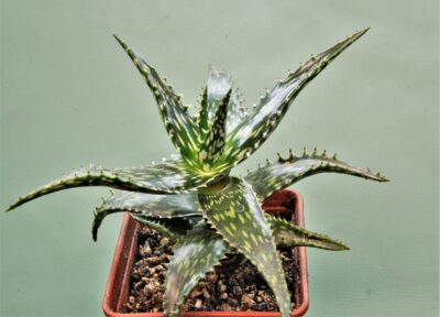aloe-jucunda-bj939.-gaan-liboh-somalia-1.