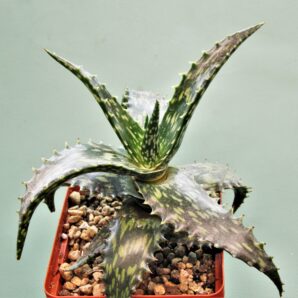 aloe-jucunda-bj939.-gaan-liboh-somalia-2