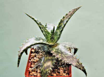 aloe-jucunda-bj939.-gaan-liboh-somalia-2