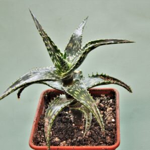 aloe-jucunda-bj939.-gaan-liboh-somalia-3