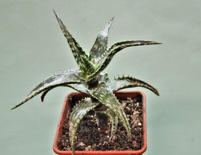 aloe-jucunda-bj939.-gaan-liboh-somalia-3