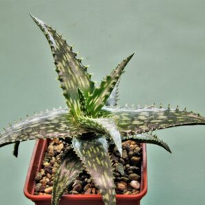 aloe-jucunda-bj939.-gaan-liboh-somalia-4