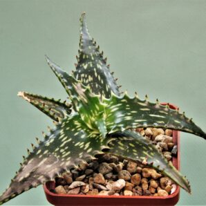 aloe-jucunda-bj939.-gaan-liboh-somalia-6