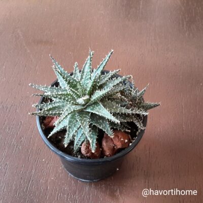 Aloe Pepe