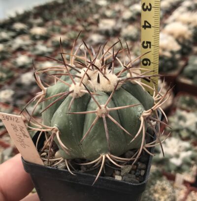 Echinocactus horizonthalonius