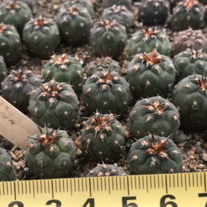 Gymnocalycium spegazzinii v . unguispinum SL44b