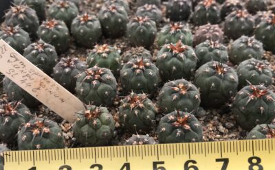 Gymnocalycium spegazzinii v . unguispinum SL44b