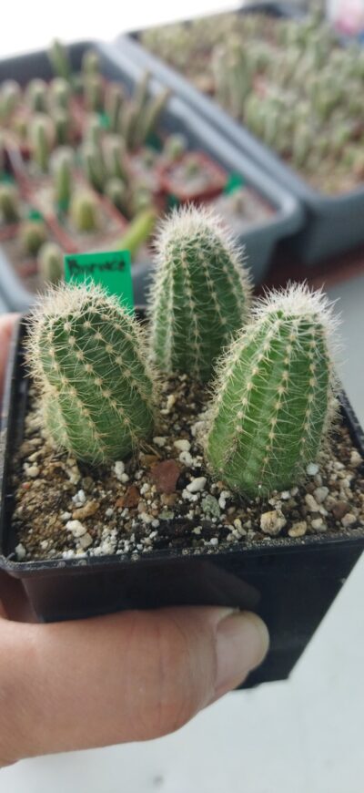 Chamaecereus hybrid Pan18.321.50 Borace - Зображення 2
