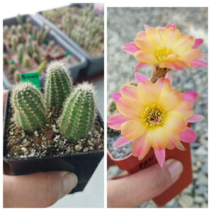 Chamaecereus hybrid Pan18.321.50 Borace