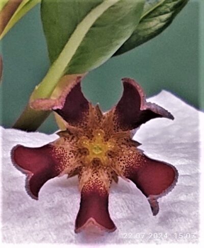 brachystelma-aff.-plocamoides-malawi-2 - Зображення 2