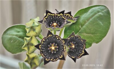 brachystelma-buchananii tanzania - Зображення 2