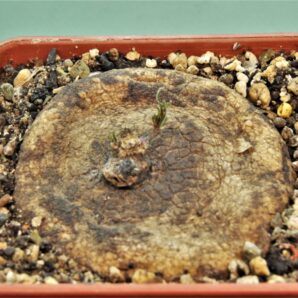 brachystelma-plocamoides-nord-western-prov.-zambia-1