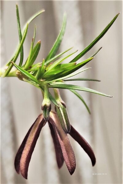 brachystelma-plocamoides-nord-western-prov.-zambia - Зображення 2