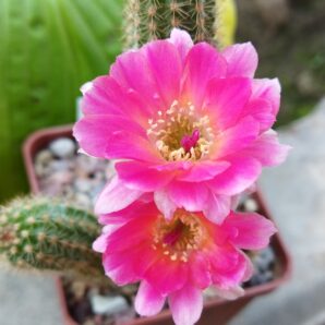 Chamaecereus hybrid Pan17.8.167 Carnac