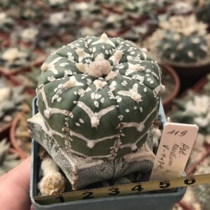 Astrophytum asterias V-type