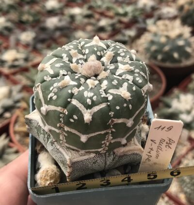Astrophytum asterias V-type