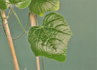 coccinia-sp.-doroma-prov.-tanzania-1 - Зображення 2