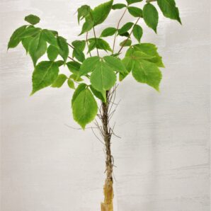 commiphora-longipedicelata-pv-2704.-kenia