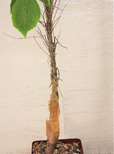 commiphora-longipedicelata-pv-2704.-kenia - Зображення 2