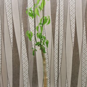 commiphora-sp.blue-peeling-bark.-doroma-prov.-tanzania