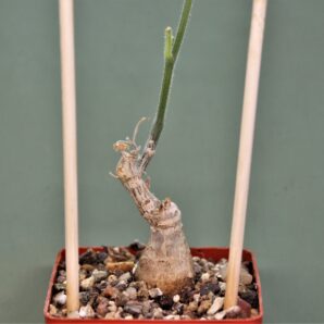 corallocarpus-sp.-tanzania-iringa-prov.