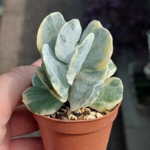 Cotyledon orbiculata f. variegata