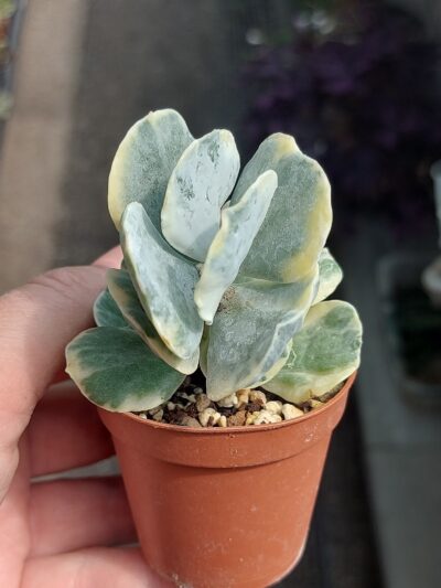 Cotyledon orbiculata f. variegata