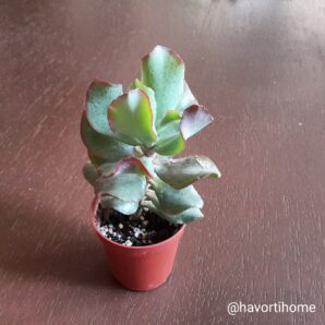 Crassula arborescens undulatifolia Blue Bird