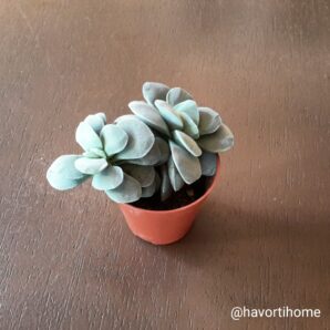 Crassula Morgan's Beauty