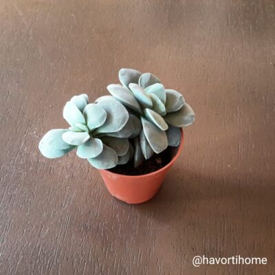 Crassula Morgan's Beauty