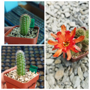 Chamaecereus hybrid Lincoln Crinkles