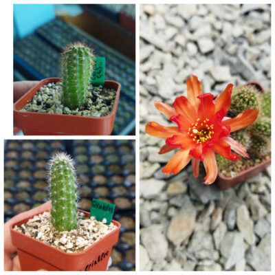 Chamaecereus hybrid Lincoln Crinkles