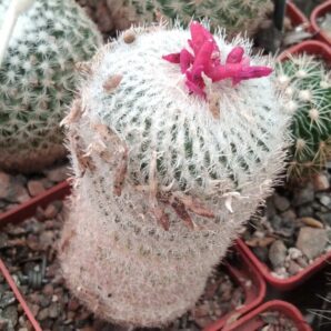 Epithelantha micromeris -15+years-cube-6cm-