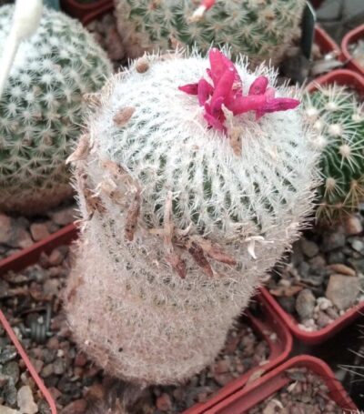 Epithelantha micromeris -15+years-cube-6cm-