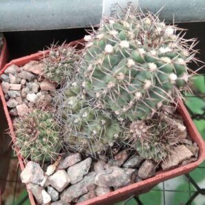 Gymnocalycium stellatum STO88-117 -cube-6cm-