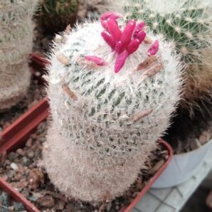 Epithelantha micromeris -15+years-cube-6cm-