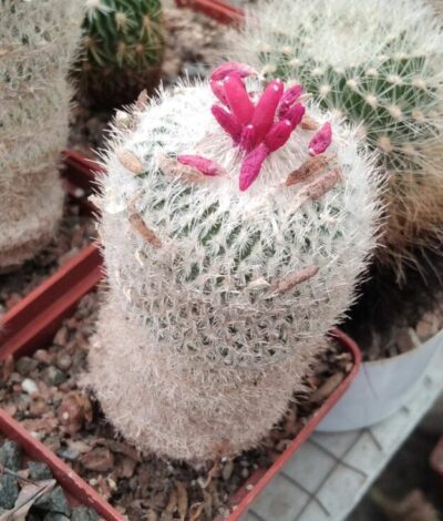 Epithelantha micromeris -15+years-cube-6cm-