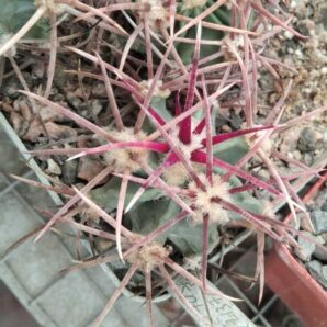 Echinocactus parryi L1372 -біля 4см- своє коріння-